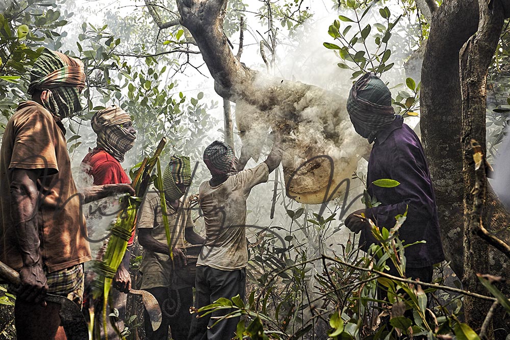 Honey-Hunters-in-Sundarbans