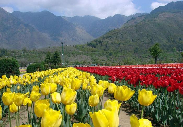 Indira Gandhi Memorial Tulip Garden