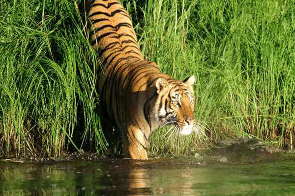 Royal Bengal Tiger in Sundarban