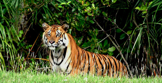 Royal-Bengal-Tiger