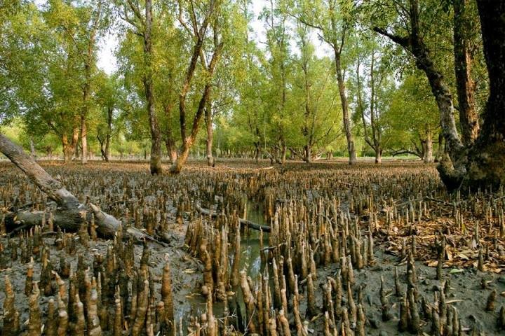 Sundarban-forest-720×480