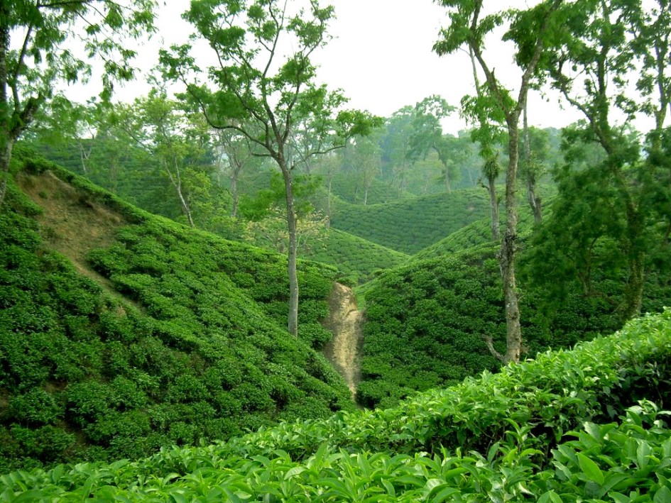 Tea_Garden_Srimongol_Sylhet1