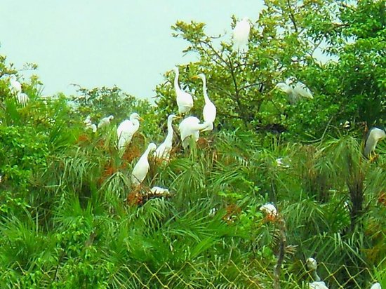 sundarban-nataraj-travels