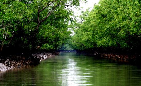 sundarban