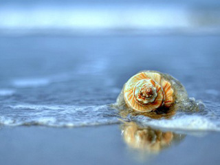 thousands-of-shell-in-sea-beach-in-coxs-bazar